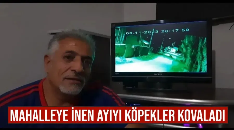 Mahalleye inen ayıyı köpekler kovaladı