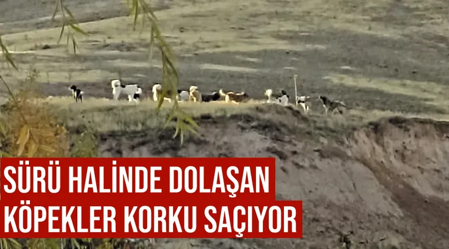 Sürü halinde dolaşan köpekler korku saçıyor 