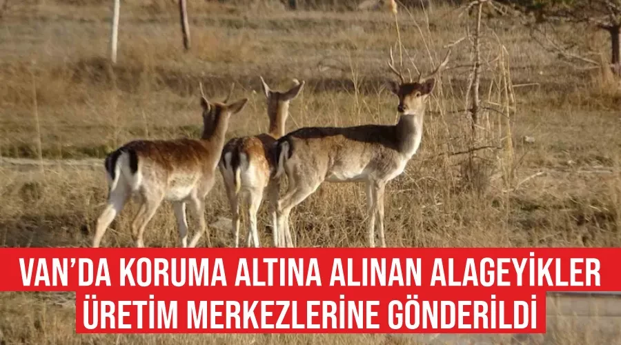 Van’da koruma altına alınan alageyikler, üretim merkezlerine gönderildi