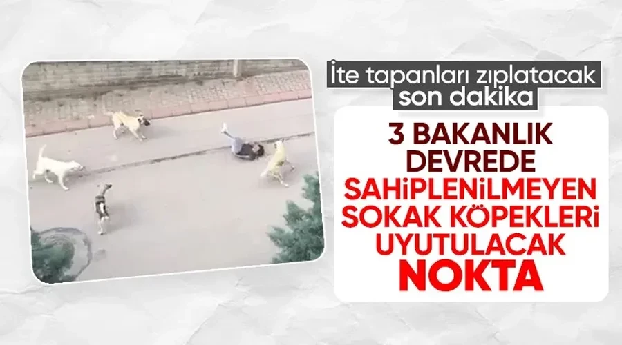 Bakanlıklar harekete geçti: Başıboş köpekler için düzenleme geliyor