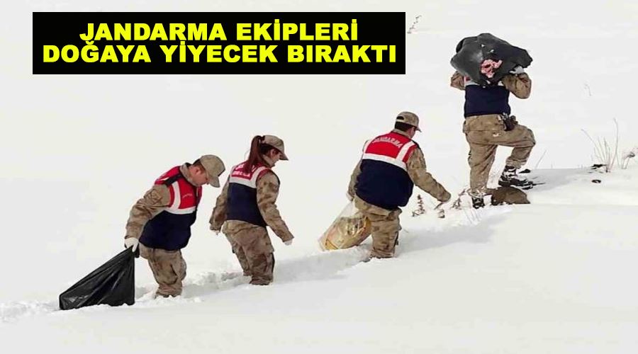 Jandarma ekipleri doğaya yiyecek bıraktı