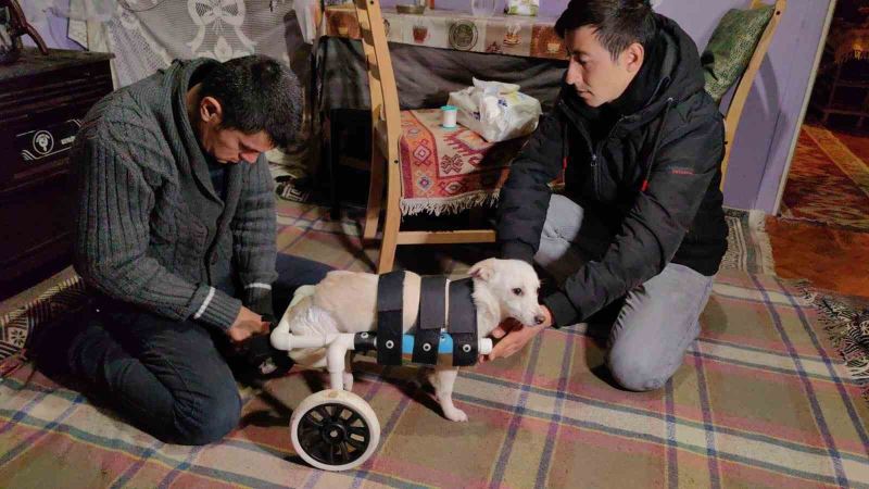 Yolda bulduğu engelli köpeği yaptığı düzenekle hayata bağladı
