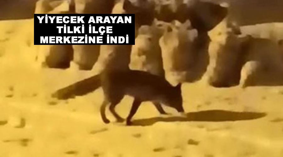 Yiyecek arayan tilki ilçe merkezine indi