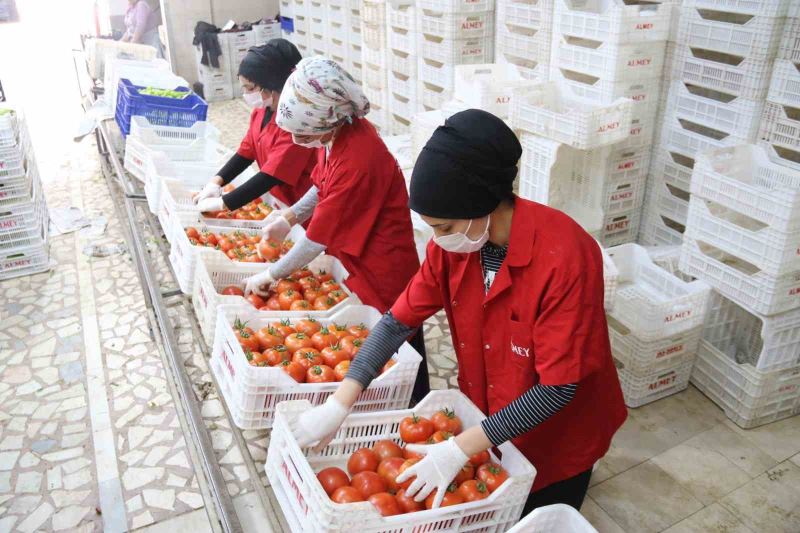 İşlem gören domates miktarı geçen yılın aynı ayına göre yüzde 19 azaldı
