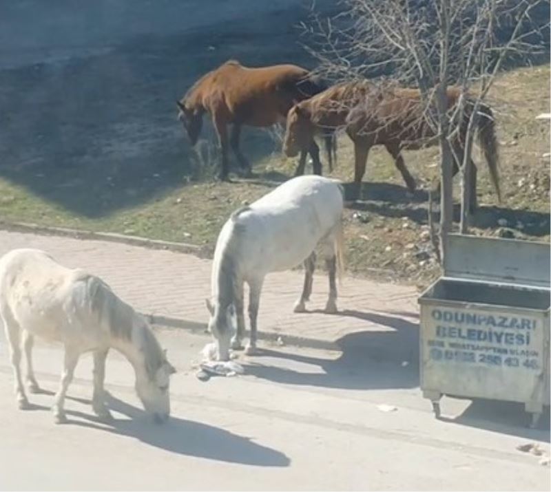 Başıboş atlar çevre rahatsızlığına neden oluyor
