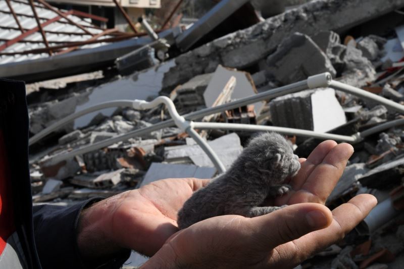 5 günlük yavru kedi enkaz altından sağ olarak kurtarıldı
