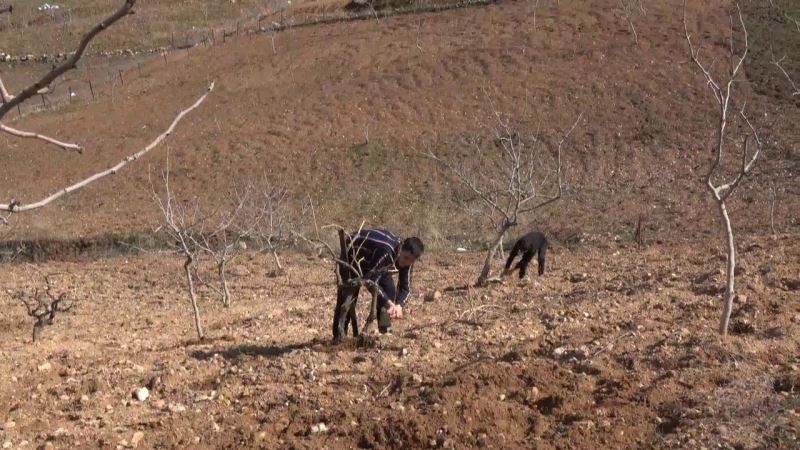 Siirtli çiftçilere hibe destekli sebze fidesi dağıtılacak
