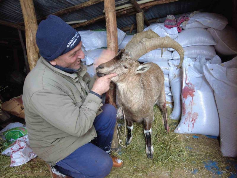 Köpeklerin saldırısından kurtardığı yaban keçisini sevmeye doyamadı
