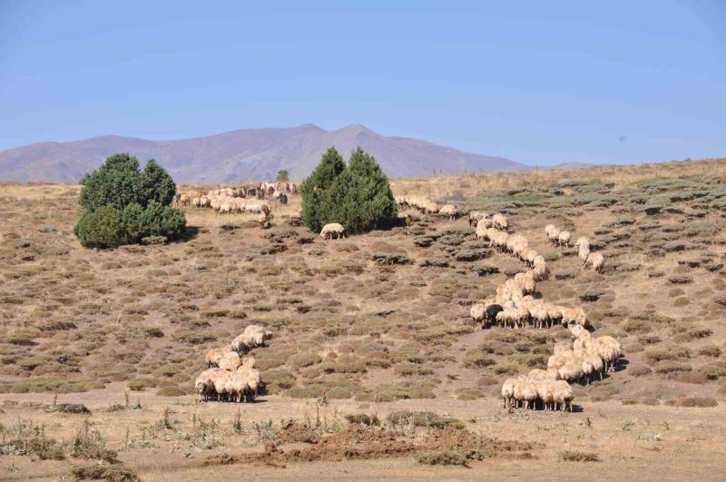 Tunceli’de il içi ve il dışı hayvan hareketleri yasaklandı
