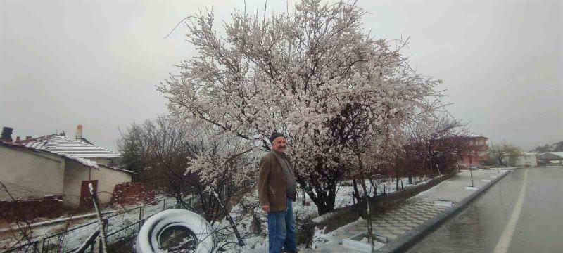 Yozgat’ta çiçek açan erik ağacı kar altında kaldı
