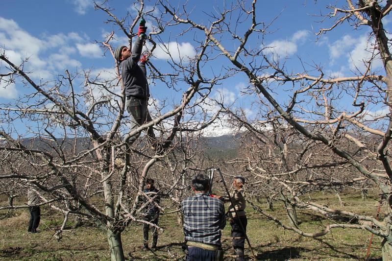 Eğirdir’de elma bahçelerinde budama sezonu başladı
