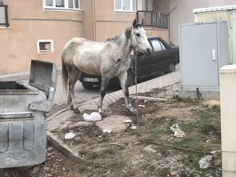 Başıboş gezen atlar yine cadde ve sokaklarda
