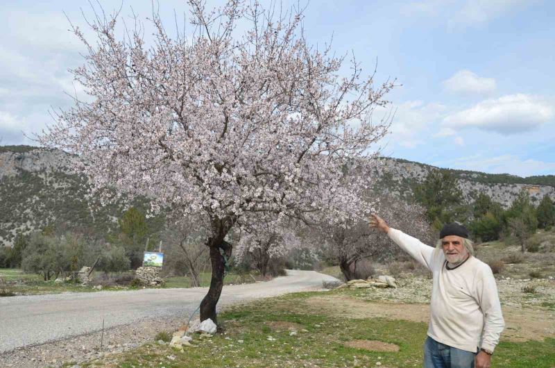 Güneşe aldanan badem ağaçları erken çiçek açtı
