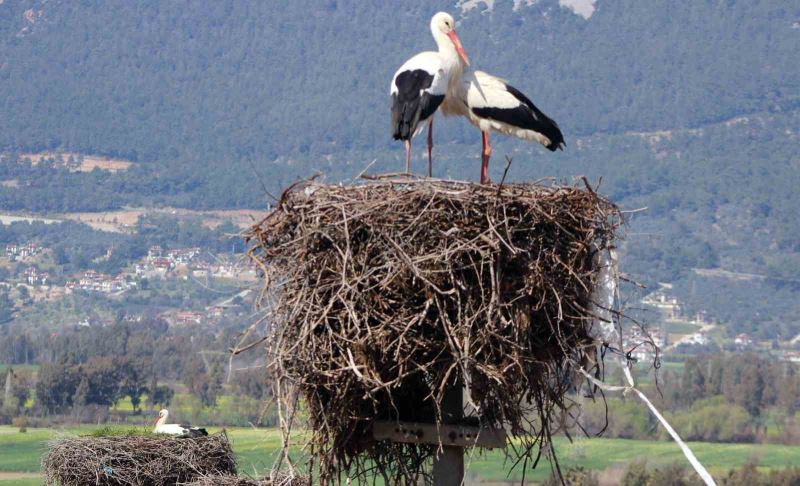 Gökova’nın misafirleri erken geldi
