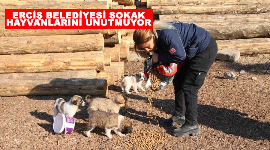 Erciş belediyesi sokak hayvanlarını unutmuyor