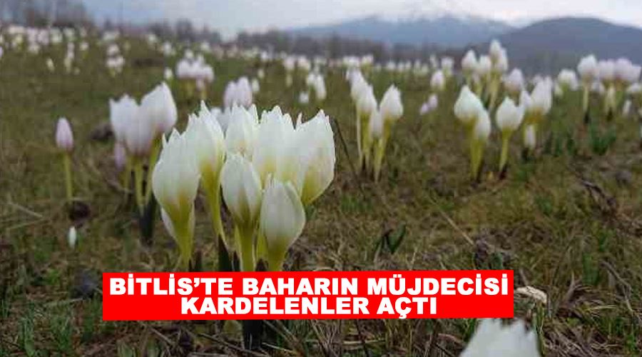 Bitlis’te baharın müjdecisi kardelenler açtı
