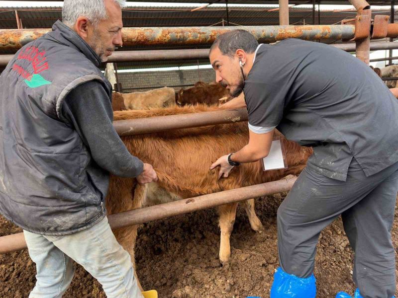 DEÜ’lü uzmanlardan deprem bölgesinde şap virüsü uyarıları
