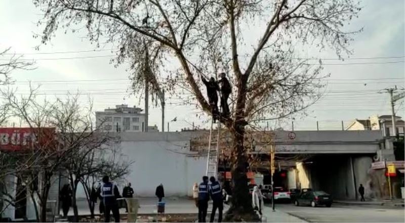 İtfaiye ekipleri ağacın dalında mahsur kalan güvercini kurtarmak için seferber oldu
