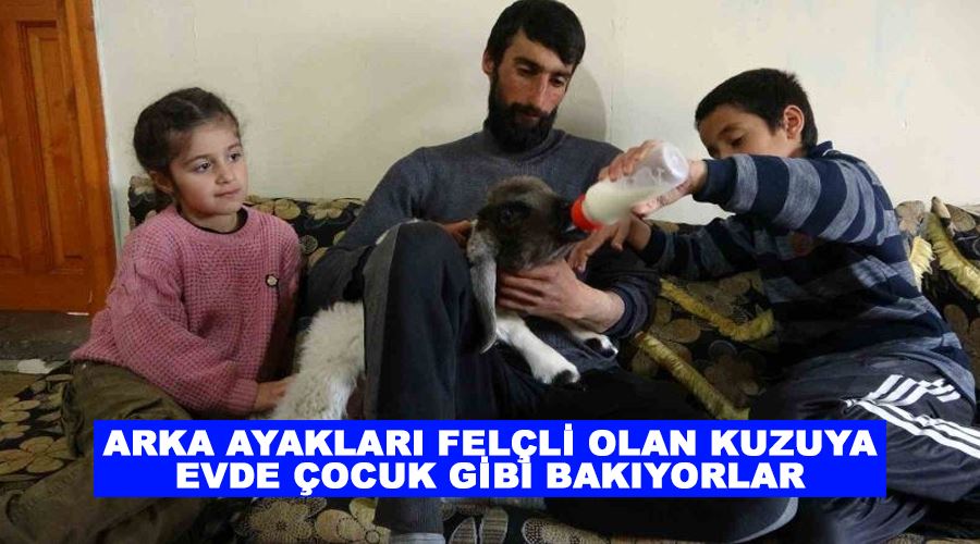 Arka ayakları felçli olan kuzuya evde çocuk gibi bakıyorlar