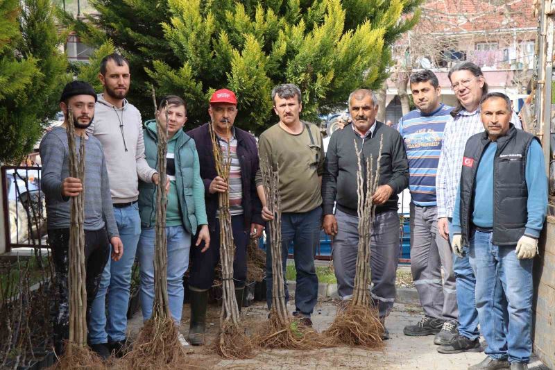 Nazilli’de 16 mahallede 10 bin incir fidanı dağıtıldı
