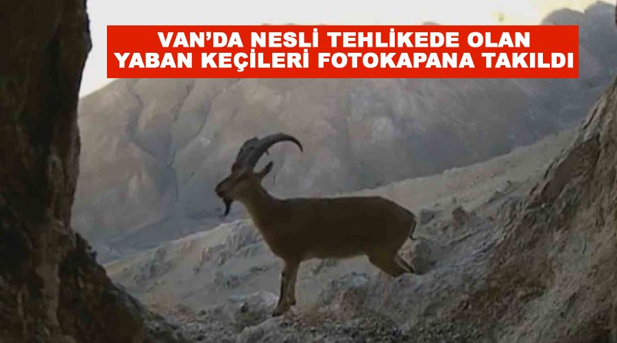 Van’da nesli tehlikede olan yaban keçileri fotokapana takıldı