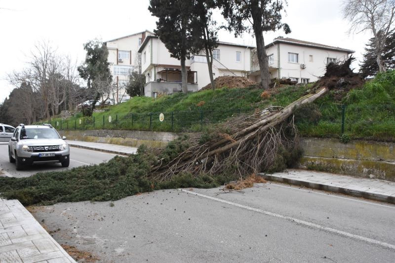 Sinop’ta fırtına ağaç yıktı
