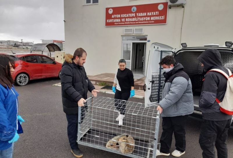 Bacağı kırık halde bulunan tilki tedavi edildi
