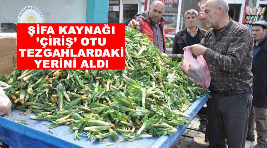 Şifa kaynağı ’Çiriş’ otu tezgahlardaki yerini aldı