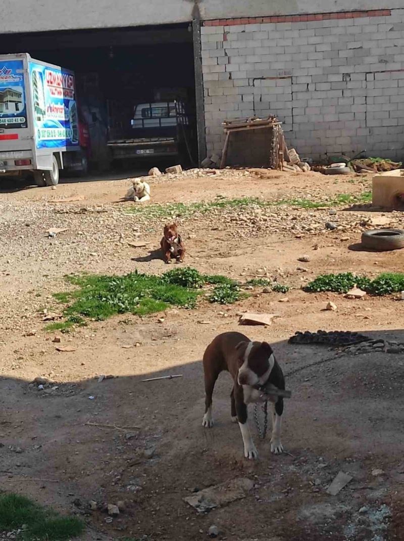 Yasaklı ırk köpek besleyen şahsa ceza
