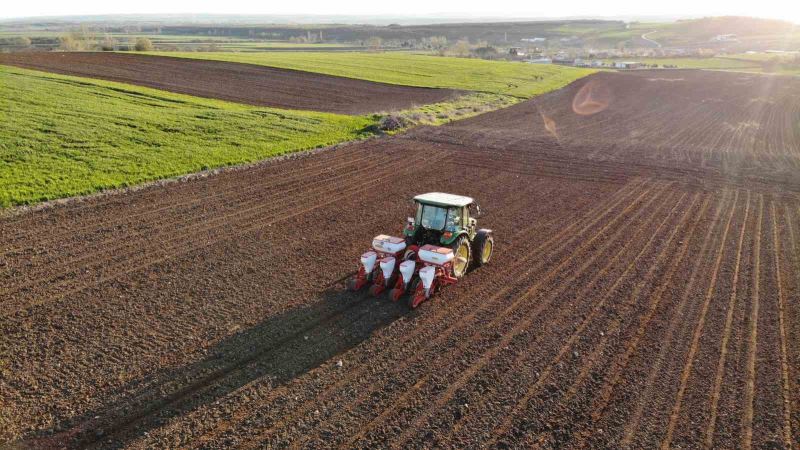 Edirne’de ayçiçeği ekim mesaisi başladı
