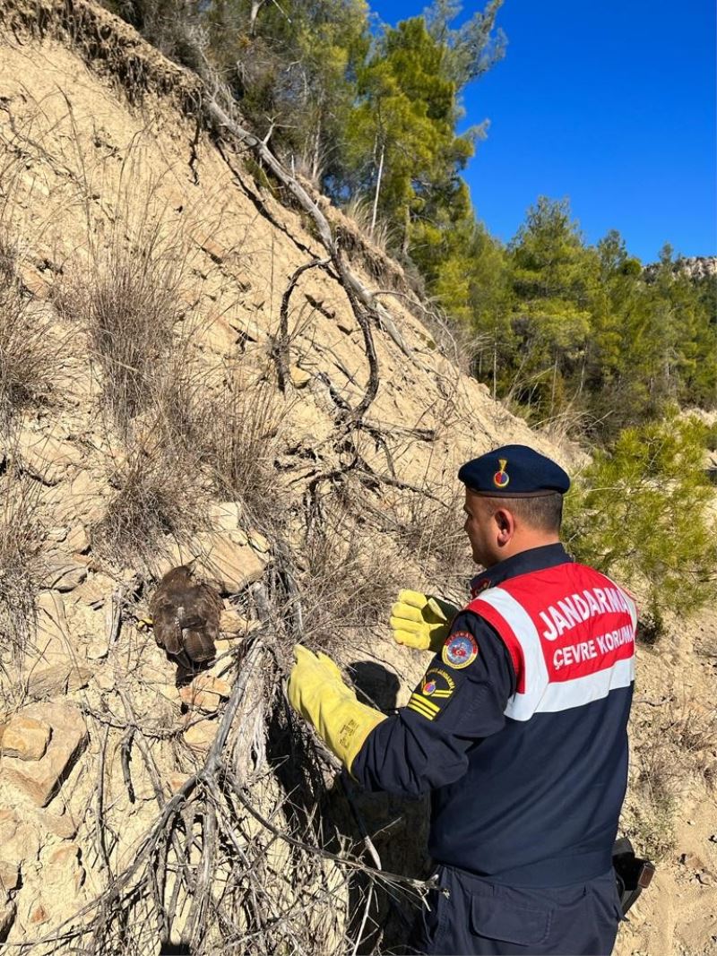 Ormanda yaralı bulunan kartal koruma altına alındı
