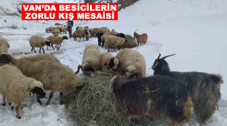 Van’da besicilerin zorlu kış mesaisi