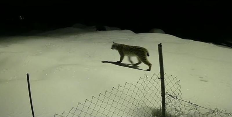 Birinci derece koruma altındaki vaşak güvenlik kamerasında
