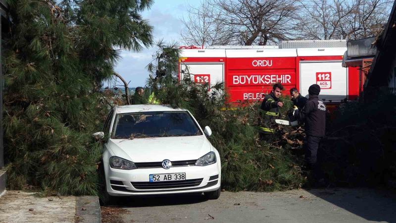 Ordu’da fırtına: Devrilen ağaç, otomobil ve iş yerine hasar verdi
