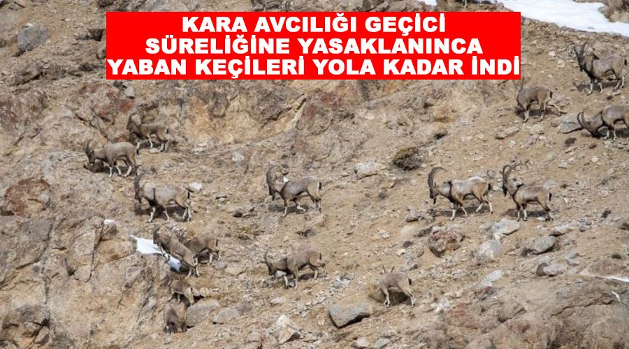 Kara avcılığı geçici süreliğine yasaklanınca yaban keçileri yola kadar indi