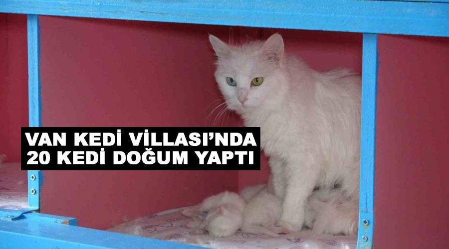 Van Kedi Villası’nda 20 kedi doğum yaptı