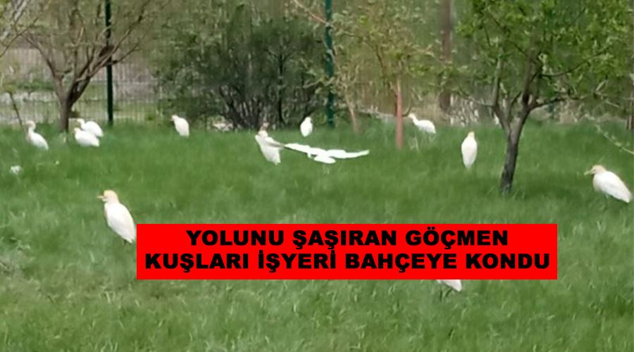 Yolunu şaşıran göçmen kuşları işyeri bahçeye kondu