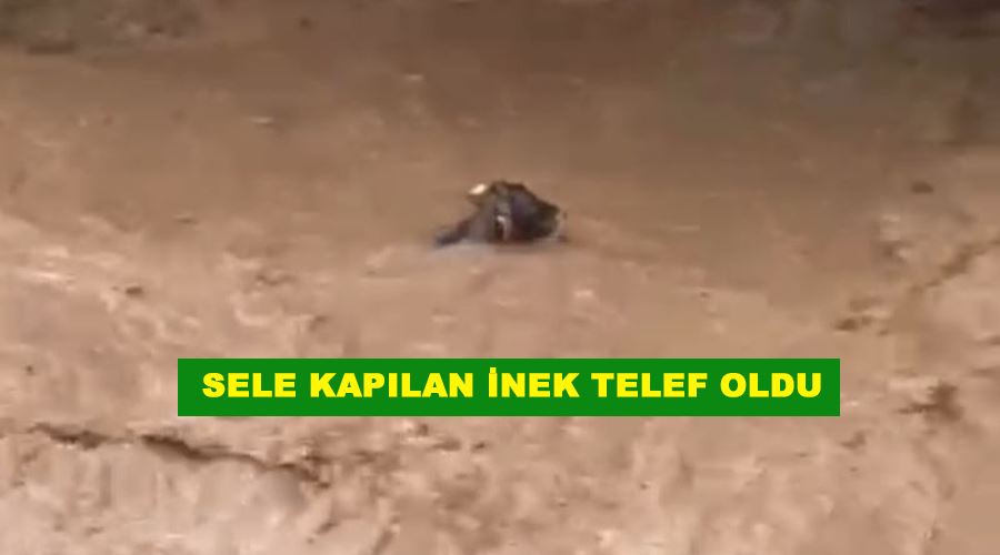 Sele kapılan inek telef oldu