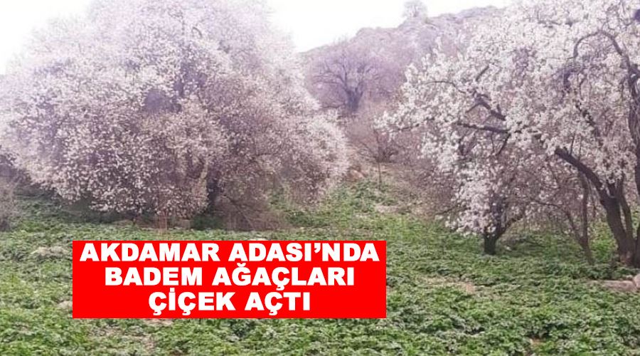 Akdamar Adası’nda badem ağaçları çiçek açtı