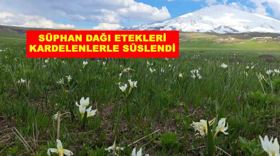 Süphan Dağı etekleri kardelenlerle süslendi