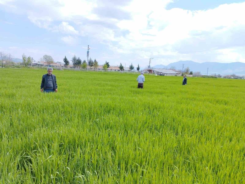 Elazığ’da hububat alanlarında çalışmalar sürüyor
