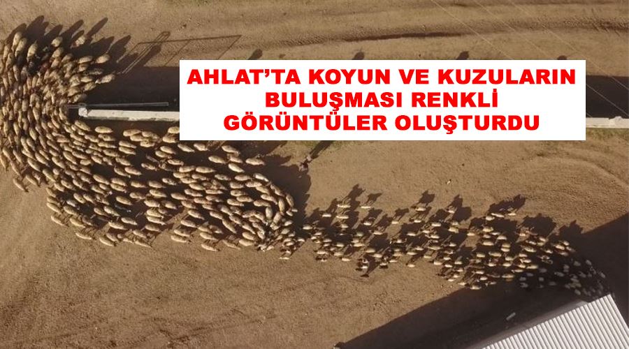 Ahlat’ta koyun ve kuzuların buluşması renkli görüntüler oluşturdu