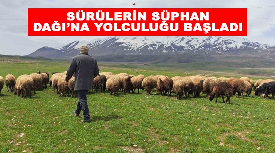 Sürülerin Süphan Dağı’na yolculuğu başladı