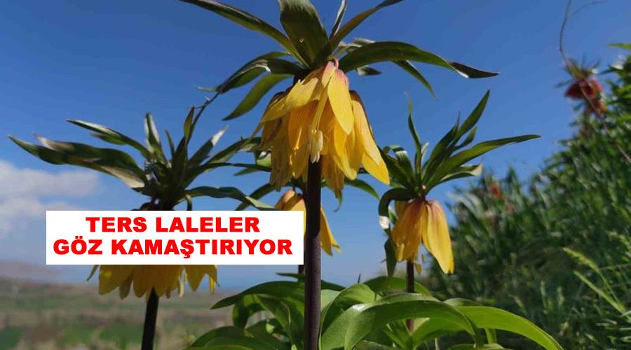 Ters laleler göz kamaştırıyor