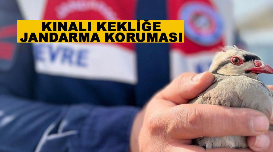 Kınalı kekliğe jandarma koruması