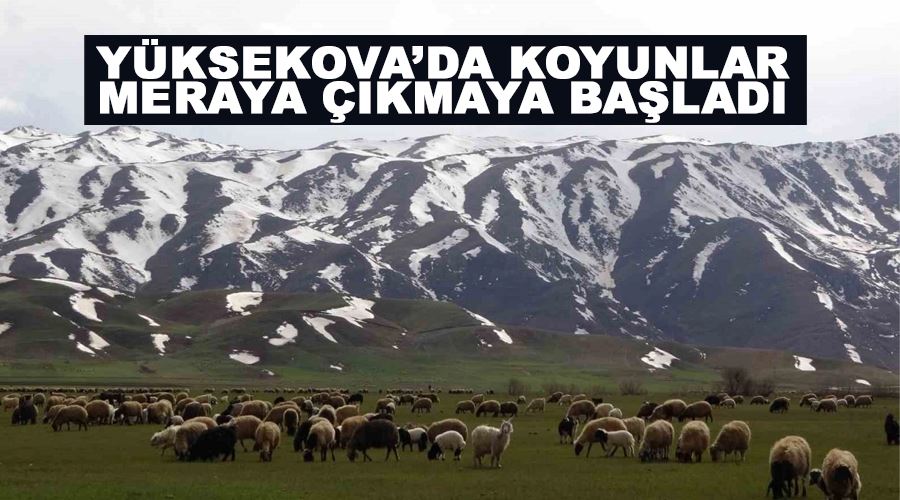 Yüksekova’da koyunlar meraya çıkmaya başladı