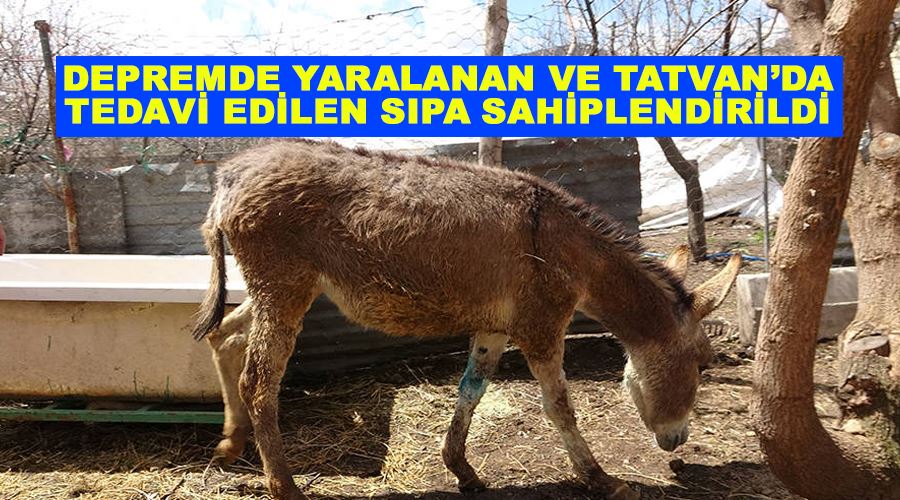 Depremde yaralanan ve Tatvan’da tedavi edilen sıpa sahiplendirildi