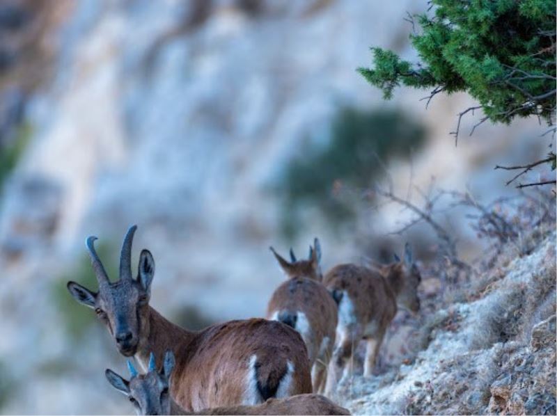 Yaban keçileri Munzur dağlarına güzellik katıyor
