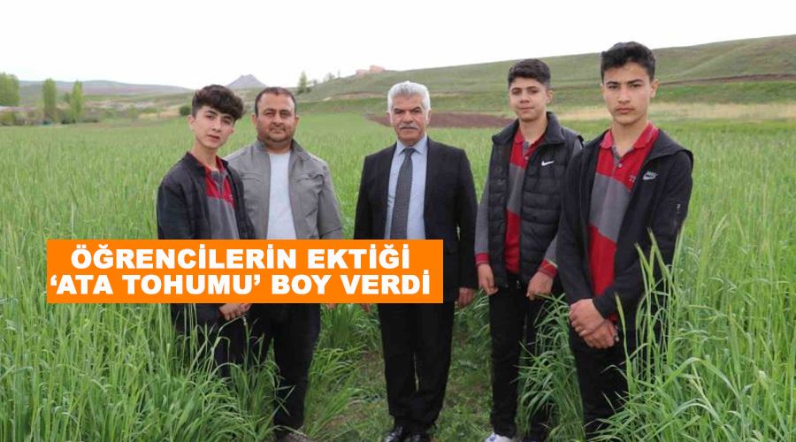 Öğrencilerin ektiği ‘ata tohumu’ boy verdi