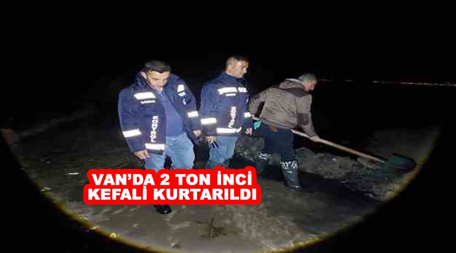 Van’da 2 ton inci kefali kurtarıldı